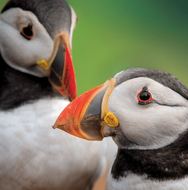 Puffins - Eco-friendly card co.