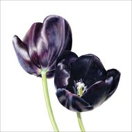 'Queen of the night' black tulips - Eco-friendly card co.