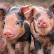 Piglets - Eco-friendly card co.
