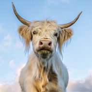 Highland Cow - Eco-friendly card co.
