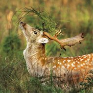 Fallow Deer - Eco-friendly card co.