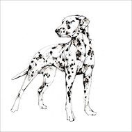 'spotted' Dalmatian dog - Eco-friendly card co.